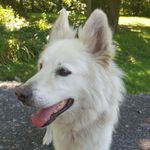 Fritzwhiteshepherd - @fritzwhitesheperd - Instagram