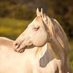 Star White Fritz - @starwhitefritz_horse - Instagram