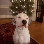 Fritz Williams - @saint_fritz_williams - Instagram