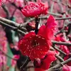 Fumi Chen - @2158517592 - TikTok