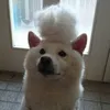 fumi_doiya - @fumi_doiya - TikTok