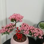 Fun Lau - Facebook
