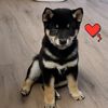 Samuel Leung - @leungfun - TikTok
