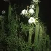 ching fung - @ching.fung - TikTok