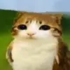 meowl - @funguyfungling - TikTok