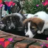 Suktung Yimfungfuang - @suktungyimfungfuang - TikTok