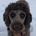 Fuzzy Brown Dog - Facebook