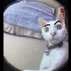 fuzzybrownhoodie - @fuzzybrownhoodie - TikTok