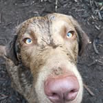 Fuzzybrownpup - @fuzzybrownpup - Instagram