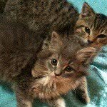 Suki And Fuzzy Butt Brown - @suki.and.fuzzy - Instagram