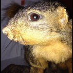 Fuzzy Nutz - @fuzzy_nutz - Instagram