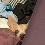 Fynn Fox - Facebook