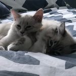 Jackson and Fynn - @jackson_fynn.siberian - Instagram