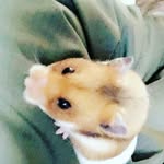 fynn thomas - @summer_the_syrian - Instagram