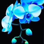 Gab Flores - @floricultura.gabflores - Instagram