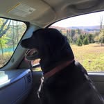 Gabby Beard - @gabster_the_dog - Instagram