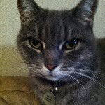 Gabby Goode - @gabby_the_cat - Instagram