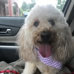 golden doodle gabby 🐶 - @gabby_gray.goldendoodle - Instagram