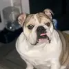 Gabe - @gabearmstrong73 - TikTok