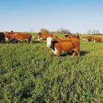 Gabe Bauer - @bauerherefords - Instagram