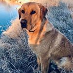 Gabe - Yellow Lab - @gabe_the_bird_dog - Instagram