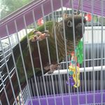 Gabe The Bird - @gabethebird - Instagram