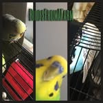 OWNER GABE BIRD PHONE - @birdsfromafarm - Instagram