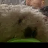 Castillo_Gabe - @castillo_gabe - TikTok