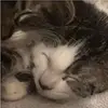 Ace_alex - @gabe_alexchino4_life - TikTok