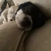 Luna,Munchie,Benito - @chino_gabe - TikTok