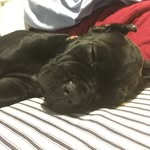 Gabe Crespo - @gabe_athena - Instagram