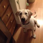 Gabe Harrison - @32gaberocks - Instagram