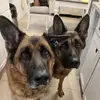 Gabe & Henry Show - @gabe.henry.show - TikTok