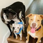 Gabe + Rihanna + Henry - @gaberiri - Instagram