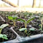 GABE HOLTIFARM INDONESIA - @gabeholtifarm - Instagram