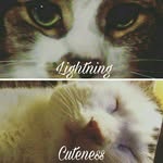 Gabe Knapp - @gabes.cats - Instagram