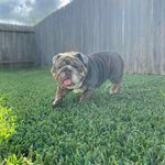 Gabe Love - @_big_gabe_ - Instagram