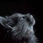 gabriel - @gabelovecats - Instagram