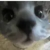 Luna_is_my_owner😄 - @gabeluna0 - TikTok