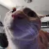 Gabe Macdonald - @macdaddy1 - TikTok