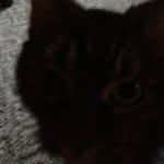 Molly - @gabemeisters_cat - Instagram