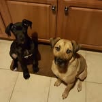 Thor,Natalya,Gabe&Napoleon - @thor_natalya_gabe_napoleon - Instagram