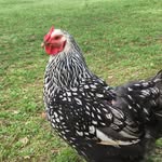 Gabe Norris - @chickenlovr69 - Instagram