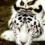 Gabe Peterson - @gabeapeterson - Instagram