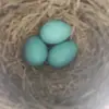 gabebear.robinson - @gabebear.robinson - TikTok