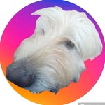 Gábor Huszár - @makostesztamaknelkul123 - Instagram