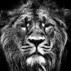 Gabriel Aldea - @gabriel.aldea0 - TikTok