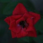 Gabriel Allison - @umphso.00 - Instagram