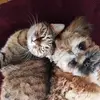 Gabriel Artis - @gabriel.artis - TikTok
