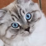 Gabriela Baumgartner | Ragdoll x Neva Masquarade x Hl.Birma - @gabriela_baumgartner_ - Instagram